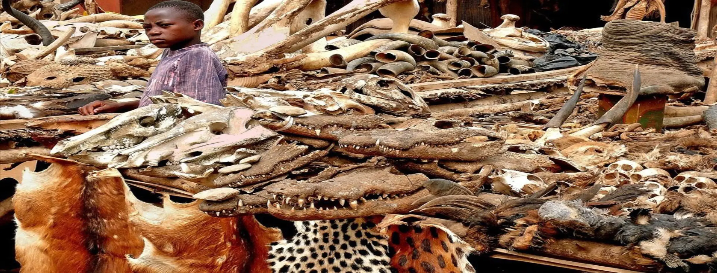 Image for Voodoo Markets